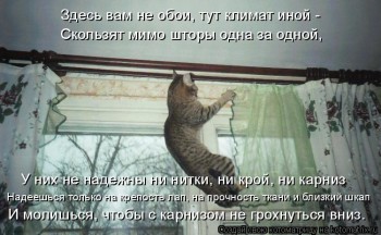 Любимая кошатинка  - kotomatritsa_8.jpg