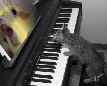 Любимая кошатинка  - киска играет на пианино.jpg