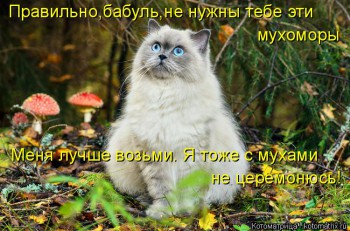 Любимая кошатинка  - kotomatritsa_K (2).jpg