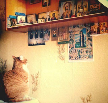 Любимая кошатинка  - 3Rxw1pwluoE.jpg