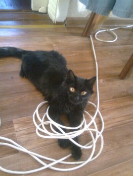 Любимая кошатинка  - WtkcvNkK3rI.jpg