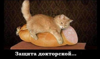 Любимая кошатинка  - Z9t7H-MHxz4.jpg