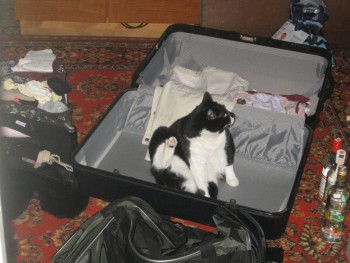 Я потеряла своего питомца  - image (1).jpg