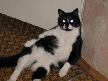 Я потеряла своего питомца  - image.jpg