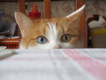 Любимая кошатинка  - IMG_5247.JPG