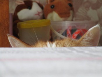 Любимая кошатинка  - IMG_5251.JPG