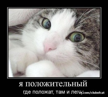 Любимая кошатинка  - MliD0Cp_A-I.jpg