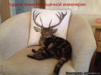 Любимая кошатинка  - выфы.jpg