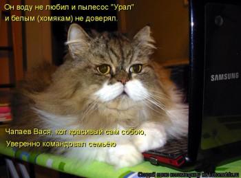 Любимая кошатинка  - kotomatritsa_J1.jpg