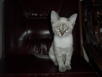 Мила приблудная