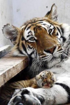 Тоже ки-и-иса