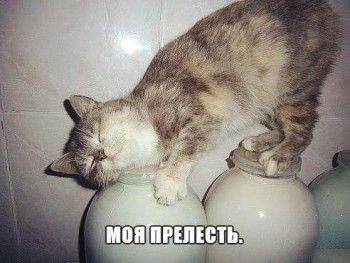 Любимая кошатинка  - A705GbYvkBw.jpg