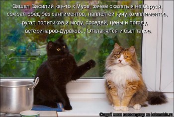 Любимая кошатинка  - CeJVZmF1mfo.jpg