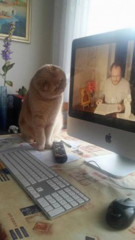 Любимая кошатинка  - богослов.jpg