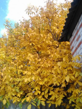 А что у нас с погодой? - 5 - WP_20161005_003.jpg