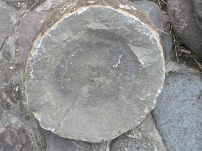 Шестоднев. Сотворение мира. - яйцо дино.jpg