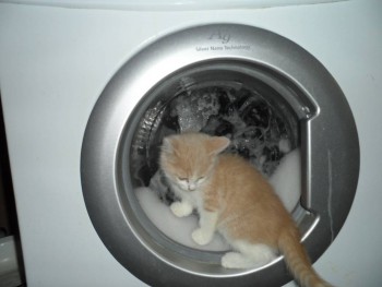 Все сам! Все сам!!!