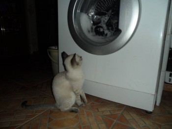 Любимая кошатинка  - SAM_0170.JPG