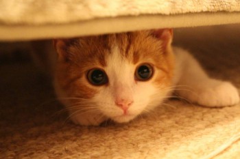 Любимая кошатинка  - IMG_1089.JPG