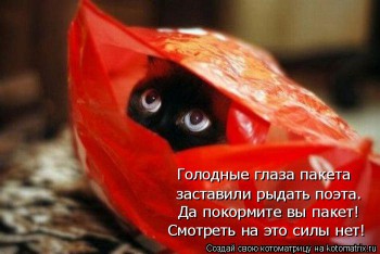 Любимая кошатинка  - 704921.jpg