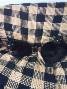 Любимая кошатинка  - IMG_20161004_125907.jpg