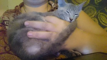 Любимая кошатинка  - 4zp6ZZnynaM.jpg