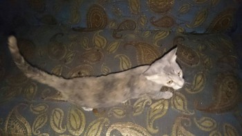 Любимая кошатинка  - LO4M9FhKIso.jpg