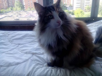 Любимая кошатинка  - IMG_20150618_081911.jpg