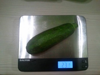 Вот такого размера у меня были кабачочки