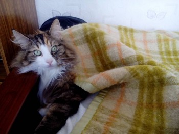 Любимая кошатинка  - IMG_20161022_135257.jpg