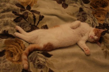 Любимая кошатинка  - IMG_2919.JPG