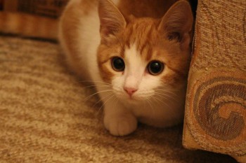 Любимая кошатинка  - IMG_2904.JPG