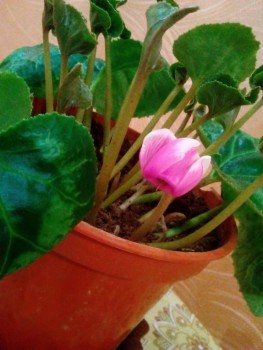 Наши цветы 2 - IMG_20161028_180625.jpg