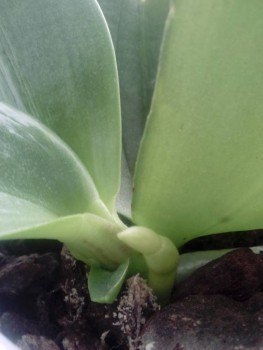 Орхидеи. - IMG_20161108_110257.jpg