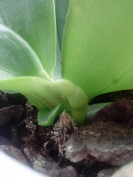 Орхидеи. - IMG_20161108_110247.jpg