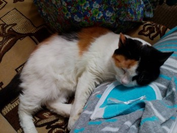 Любимая кошатинка  - IMG_20161111_164429.jpg