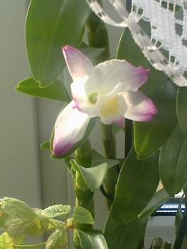 Орхидеи. - 201610092352.jpg