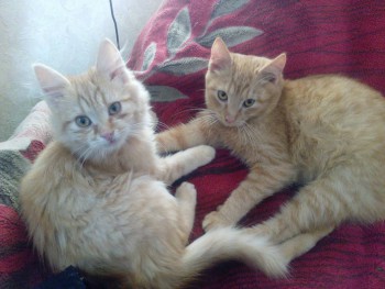 Любимая кошатинка  - IMG_20161115_102706.jpg