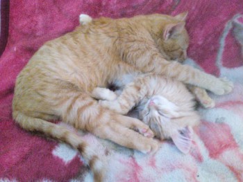 Любимая кошатинка  - IMG_20161119_143944.jpg