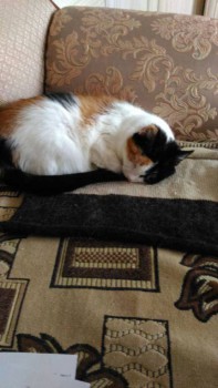 Наш верный и любимый друг. Наша любимочка.