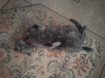 Любимая кошатинка  - IMG_20161118_085345[1].jpg