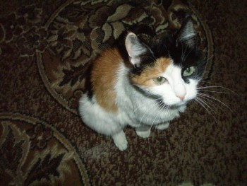 Любимая кошатинка  - P2022074.JPG