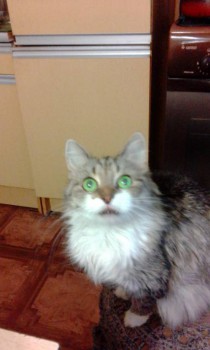 Я потеряла своего питомца  - IMG_20150626_215800.jpg