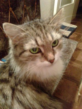 Я потеряла своего питомца  - фото1 078.jpg