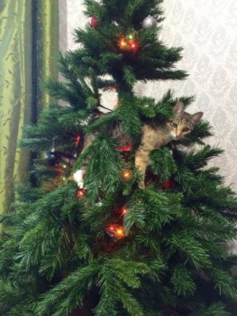 Любимая кошатинка  - ioT3bh85dB0.jpg