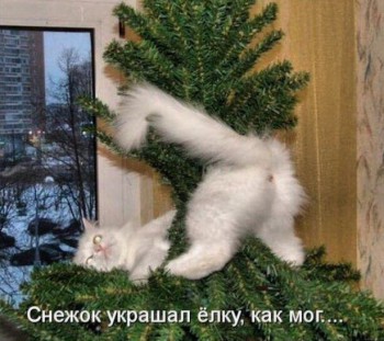 Любимая кошатинка  - T6MT84HRyUA.jpg