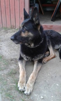 Я потеряла своего питомца  - 20160502_171554.jpg