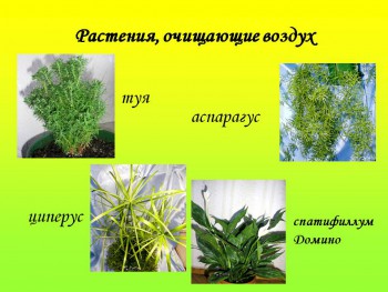 Наши цветы 2 - 0046-046-Rastenija-ochischajuschie-vozdukh.jpg