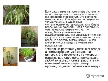 Наши цветы 2 - slide_2.jpg