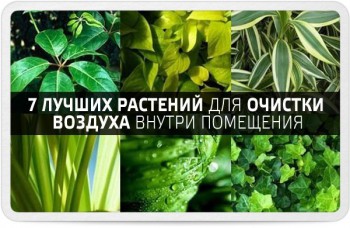 Наши цветы 2 - 9d20b1e1fa04831b5d794cedeaf459dd.jpg